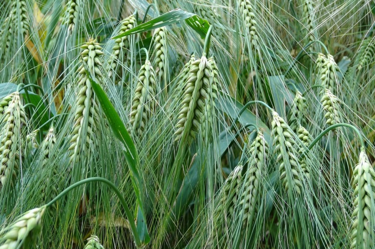 a close up of a barley crop