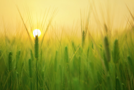 barley field in sunrise