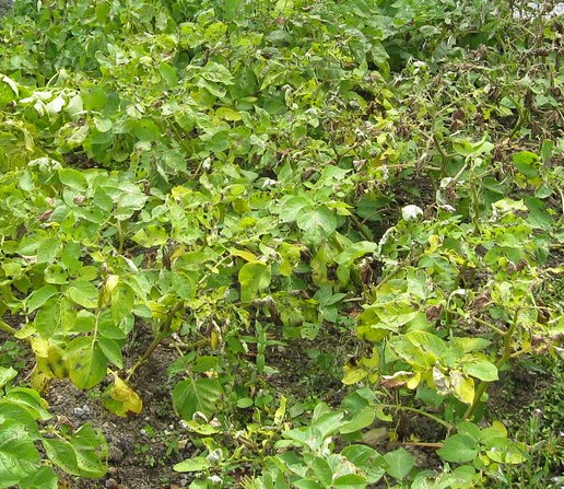 blighted potatoes K Hendry flickr cc cropped photo of blighted potatoes taken by K Hendry and available on Flickr cc