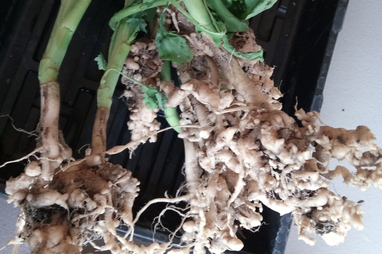 clubroot 750x499