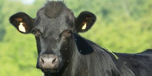 Flies irritating a cow