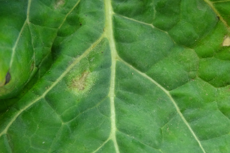 light leafspot 750 x 499