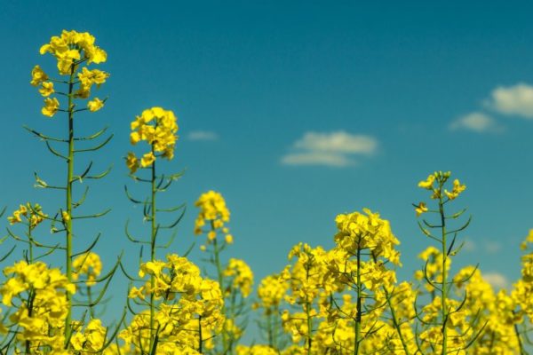 Oilseed rape flowers