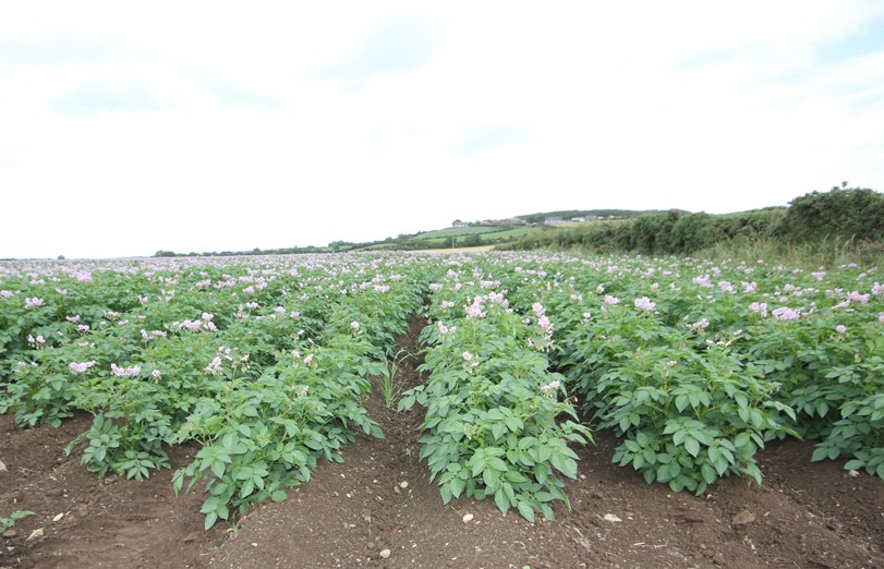 potato drills in flower