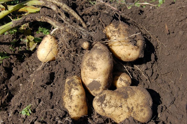 potatoes in soilc