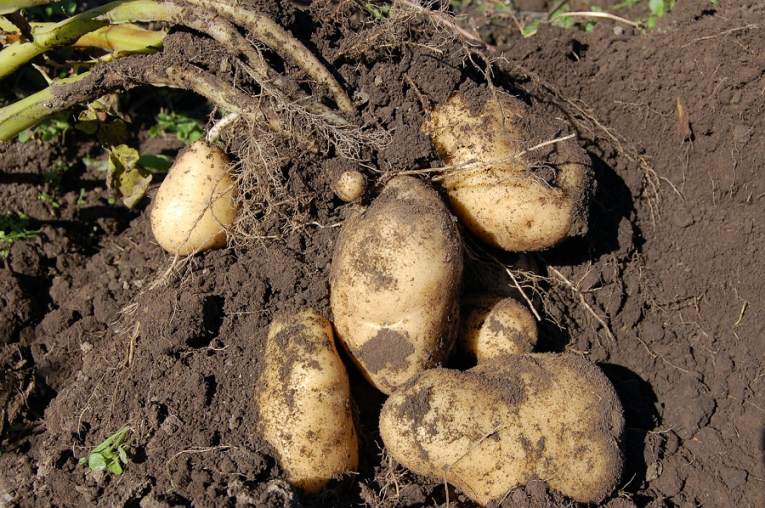 potatoes in soilc potatoes in soilc
