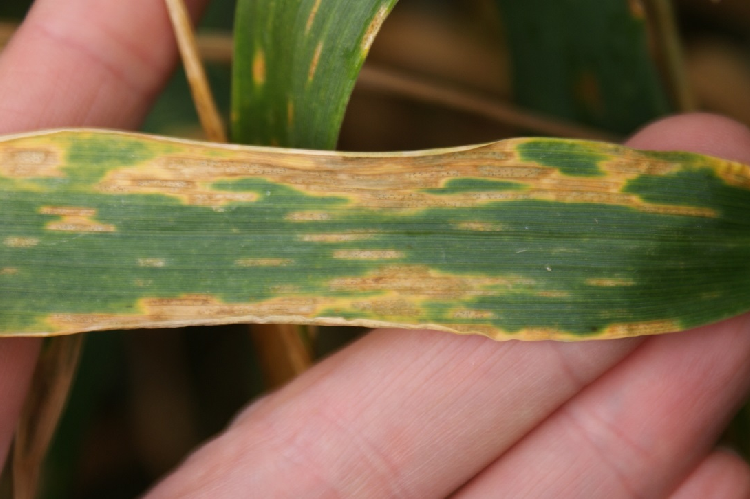 septoria 750x499