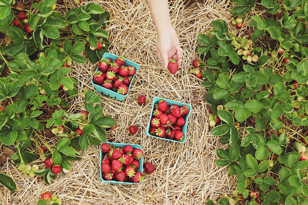 strawberry crop