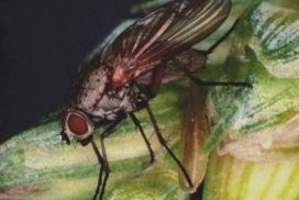 picture of wheat bulb fly