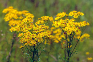 Ragwort