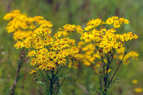 Ragwort