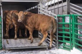 Loading cattle into trailer