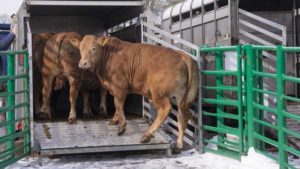 Loading cattle into trailer