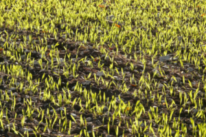 winter barley crop