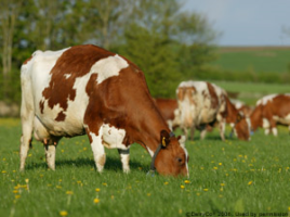 Ayrshire cows grazing lush grass