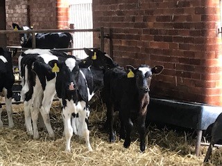 Calves houses indoors