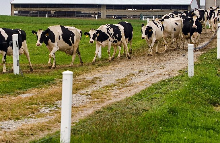 Cows on a cow track