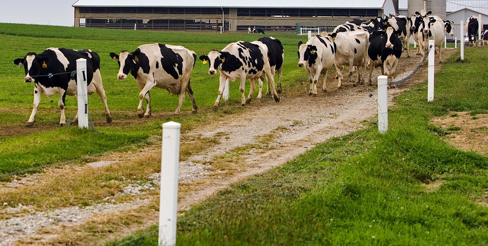 Cows on a cow track