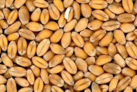 Grain 600x428