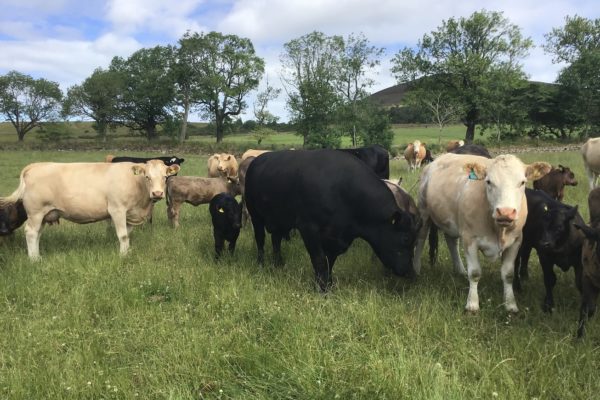 Cows in Field in Aberdeenshire