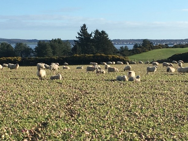 Sheep Grazing in Field