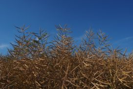 Oilseed rape pods