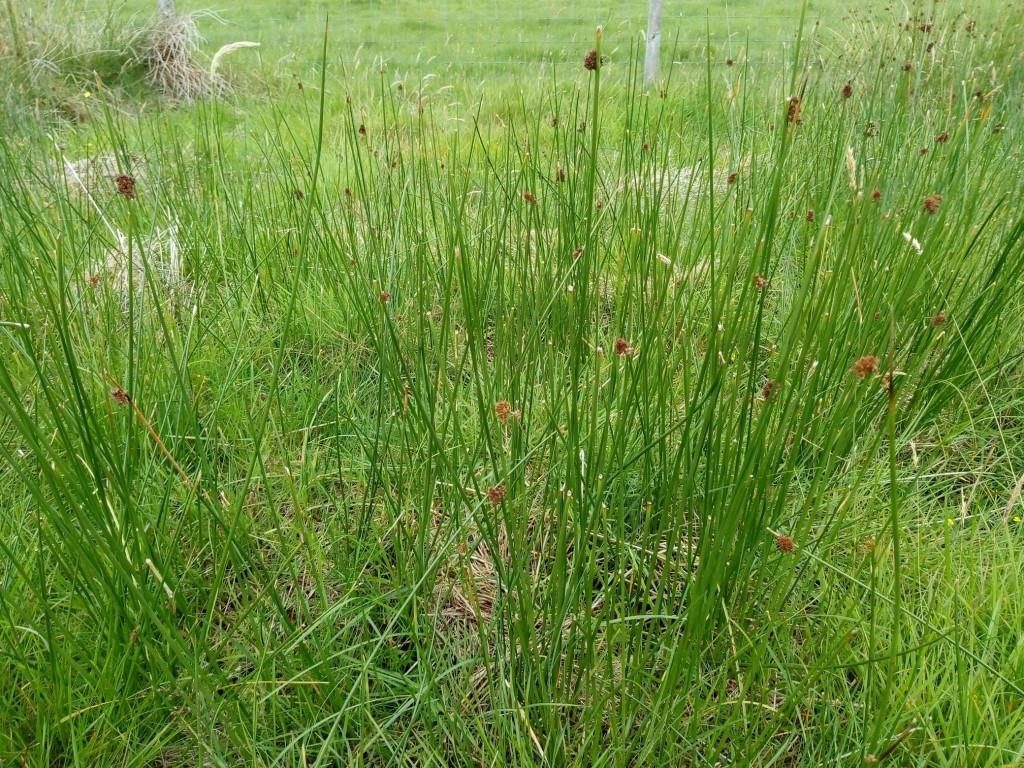 Close-up of very rushy field