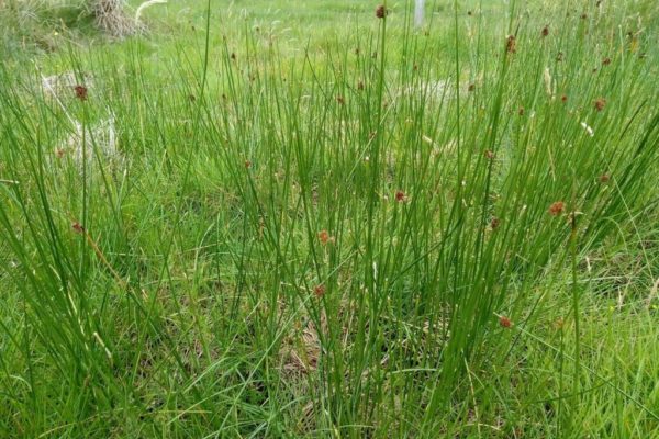 Close-up of very rushy field