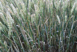 Untreated plots of Viscount at the SRUC trial site in East Lothian - septoria