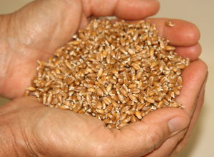 Sprouted Wheat 