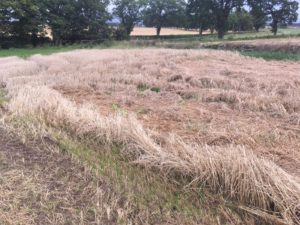 Undersown barley stubble