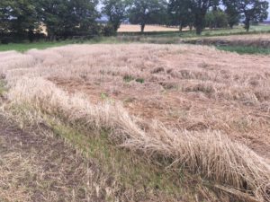 Undersown barley stubble
