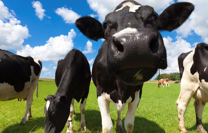 Green field with cows in summer