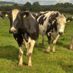 Dairy Cows