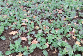 Oilseed rape with pest damage to leaves, stems and roots from multiple causes