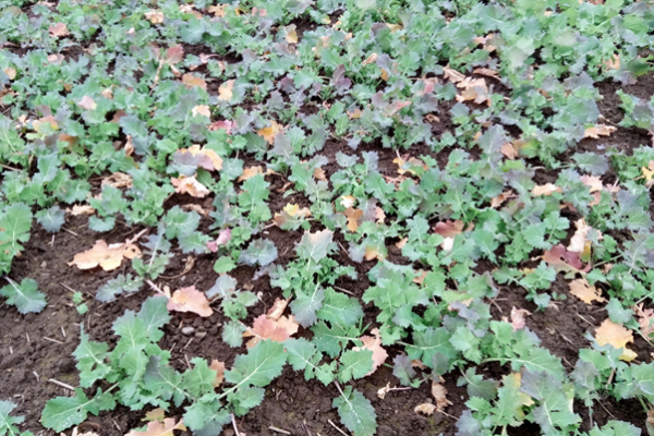 Oilseed rape with pest damage to leaves, stems and roots from multiple causes