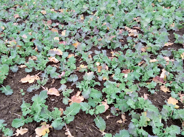 Oilseed rape with pest damage to leaves, stems and roots from multiple causes