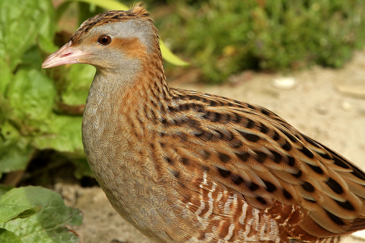 A Corncrake at close range