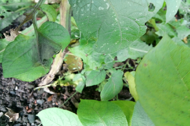 Potato blight on plant leaf