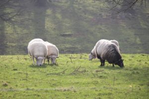 Sheep grazing below tree