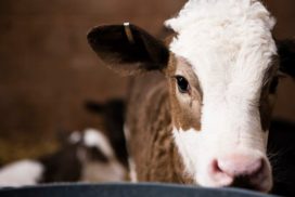 Calf looking at the camera