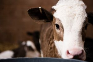 Calf looking at the camera