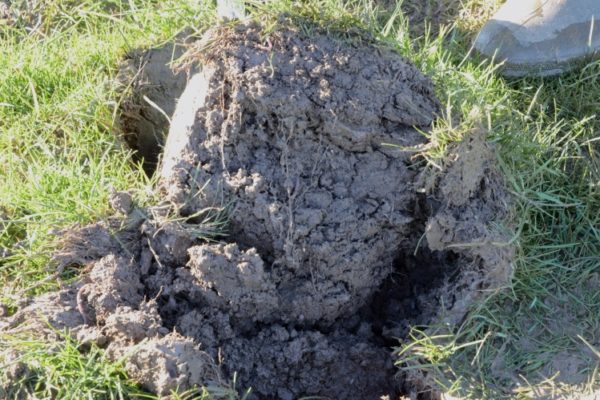 Grassland soil spit with worms