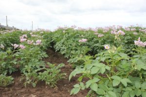 Potatoes in flower