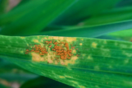 Yellow Rust