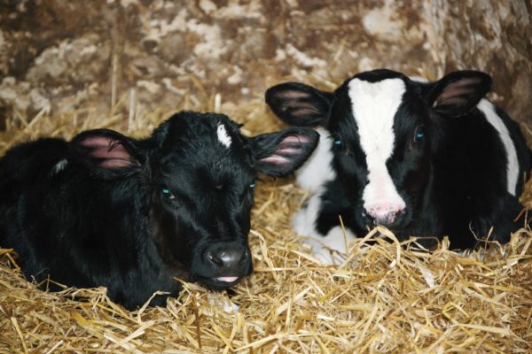 Dairy Calves
