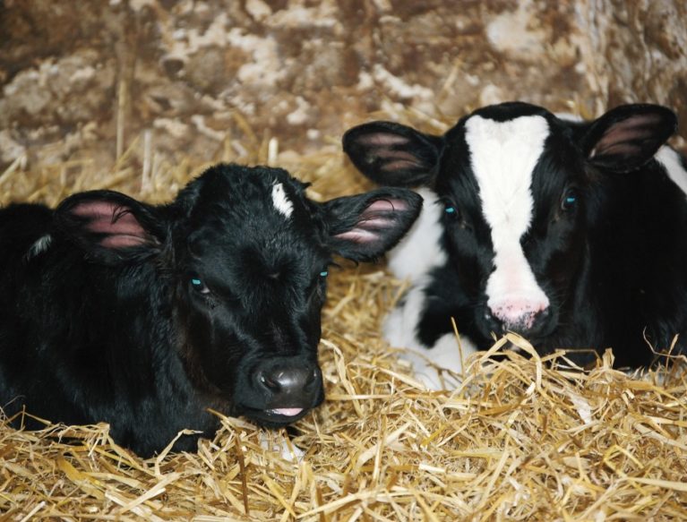 Dairy Calves