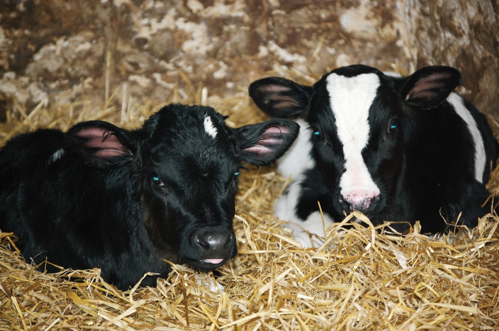 Dairy Calves