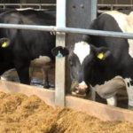 Cows eating at trough