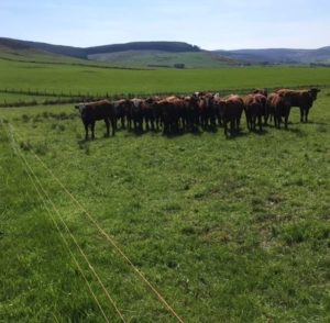 Rotational Grazing